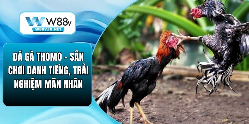 Đá Gà Thomo – Sân Chơi Danh Tiếng, Trải Nghiệm Mãn Nhãn
