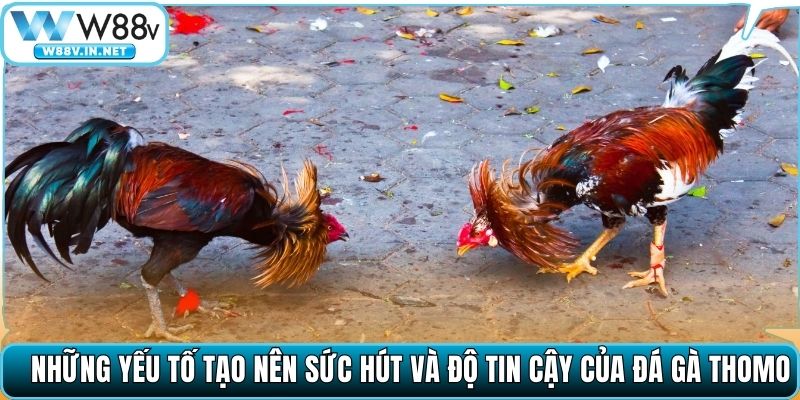 Những yếu tố tạo nên sức hút và độ tin cậy của đá gà Thomo
